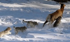 开云下载-包含沃尔夫斯堡备战严谨，对手难以抵挡的词条