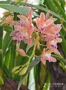 兰顿尼亚主场中途不敌北欧强队，0-2败下风